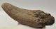 Bison sp. részleges szarvcsap csont (170 mm)