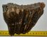 Mammuthus primigenius tooth (793 grams) Woolly Mammoth