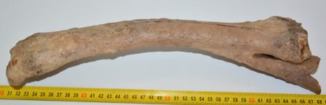 Equus sp. radius & partial ulna bone (371 mm) SOLD (NR) 04
