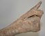 Equus sp. radius csont és részleges ulna csont ELFOGYOTT (NR) 04