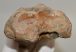 Equus sp. radius & partial ulna bone (371 mm) SOLD (NR) 04