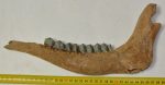 Megaloceros giganteus partial jaw (300 mm)