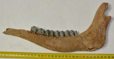Megaloceros giganteus partial jaw (300 mm)