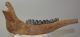 Megaloceros giganteus partial jaw (300 mm)