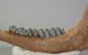Megaloceros giganteus partial jaw (300 mm)