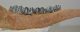 Megaloceros giganteus partial jaw (300 mm)
