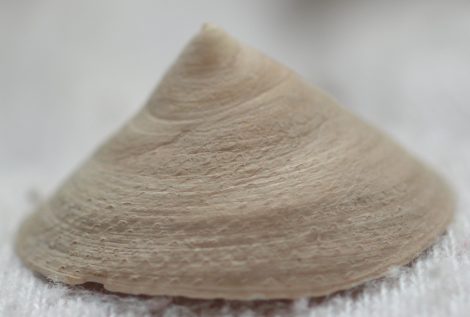 Calyptraea chinensis from Spain