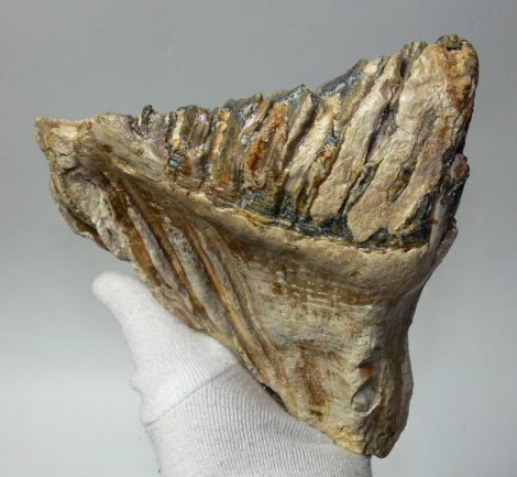 Mammuthus primigenius tooth (1346 grams) SOLD (LL B) 10