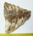 Mammuthus primigenius tooth (1346 grams) SOLD (LL B) 10