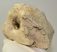 Woolly Rhino partial atlas vertebra (184 mm)