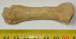 Ursus spelaeus metapodium bone (72,5 mm)