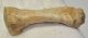 Ursus spelaeus metapodium bone (72,5 mm)