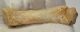 Ursus spelaeus metapodium bone (72,5 mm)