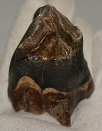 Gyapjas orrszarvú felső fog (107 gramm)