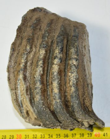 Mammuthus sp. partial tooth (1625 grams)