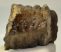 Mammuthus sp. partial tooth (1625 grams)