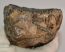Mammuthus meridionalis részleges fog (765 gramm)