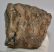 Mammuthus meridionalis részleges fog (765 gramm)