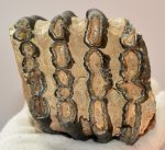   Mammuthus meridionalis partial tooth (941 gramm) ELFOGYOTT (TJA) 05