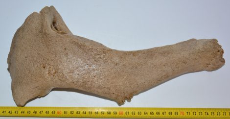 Mammuthus primigenius részleges koponya csont (363 mm)