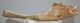Mammuthus primigenius részleges koponya csont (363 mm)