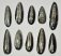 Orthoceras pendants 10 pieces