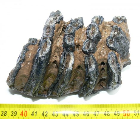 Mammuthus meridionalis részleges fog (710 gramm)