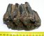 Mammuthus meridionalis részleges fog (710 gramm)