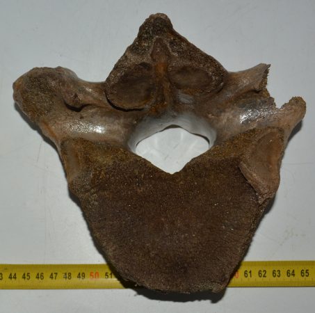 Mammuthus primigenius részleges csigolya csont (1098 gramm)