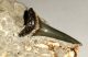 Carcharias taurus shark tooth from Australia