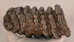 Mammuthus meridionalis partial tooth (1758 grams)