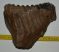 Mammuthus primigenius fog (2450 gramm)