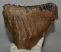 Mammuthus primigenius fog (2450 gramm)