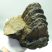 Mammuthus meridionalis részleges állkapocs fog töredékkel (2670 grams) ELFOGYOTT (LL B) 11