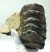 Mammuthus meridionalis részleges állkapocs fog töredékkel (2670 grams) 