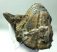 Mammuthus meridionalis partial jaw & tooth (2670 grams) SOLD (LL B) 11