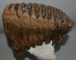   Elephas antiquus felső fog (4305 gramm) Palaeoloxodon antiquus