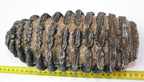 Mammuthus meridionalis tooth (2388 grams) Southern mammoth