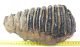 Mammuthus meridionalis tooth (2388 grams) Southern mammoth SOLD (LL B) 02