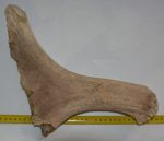 Alces alces részleges jávorszarvas agancs (344 mm)