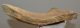 Alces alces részleges jávorszarvas agancs (344 mm)