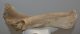 Alces alces részleges jávorszarvas agancs (344 mm)
