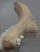 Alces alces részleges jávorszarvas agancs (344 mm)