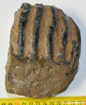 Mammuthus meridionalis partial tooth (1106 gramm)