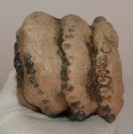 Mammuthus meridionalis részleges fog (920 gramm)