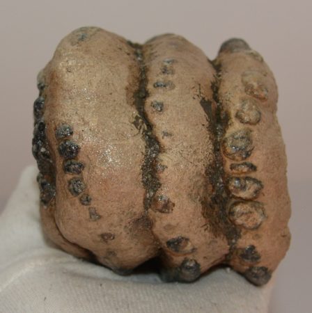 Mammuthus meridionalis részleges fog (920 gramm)