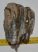 Mammuthus meridionalis részleges fog (920 gramm)