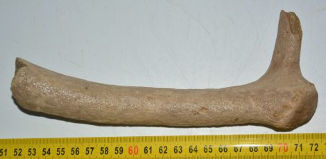 Rangifer tarandus partial antler (206 mm)