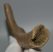 Rangifer tarandus partial antler (206 mm)