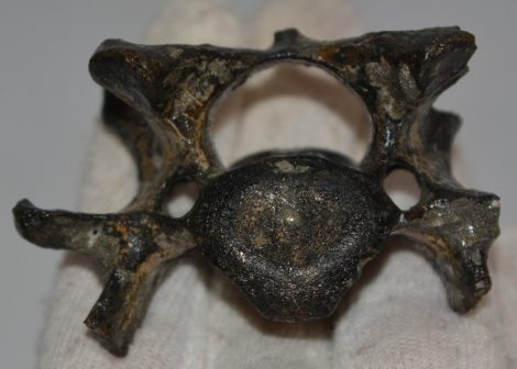 Halichoerus grypus partial cervical vertebra (Grey seal)
